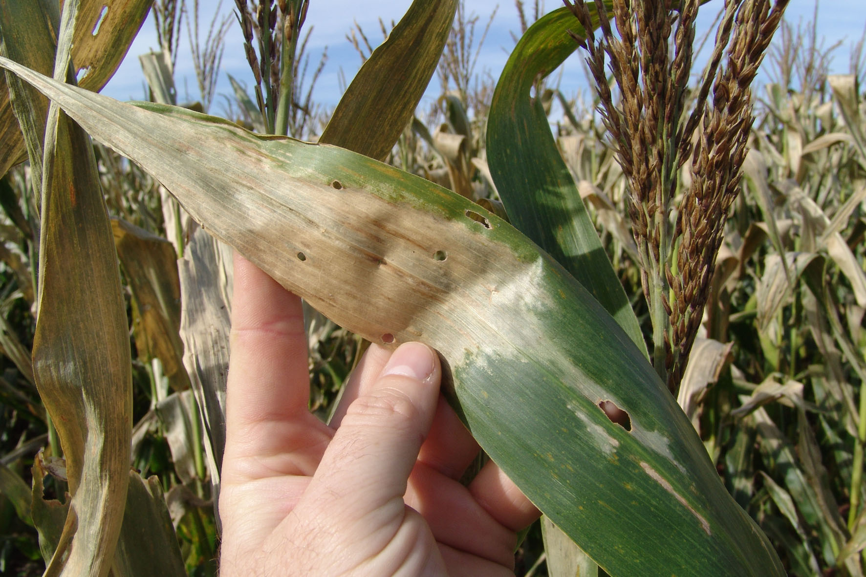 Safra de milho foi afetada pela geada e os grãos devem perder peso e volume prejudicando a qualidade | Laudo Leon/Coopermibra