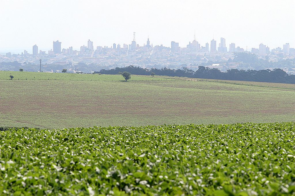 Terreno onde seria construído o aterro: área de preservação ambiental | Henry Milléo/Gazeta do Povo