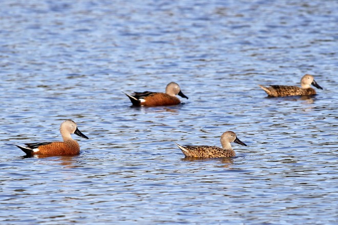 A espécie migra para o Brasil em determinadas estações em busca de alimento | 
