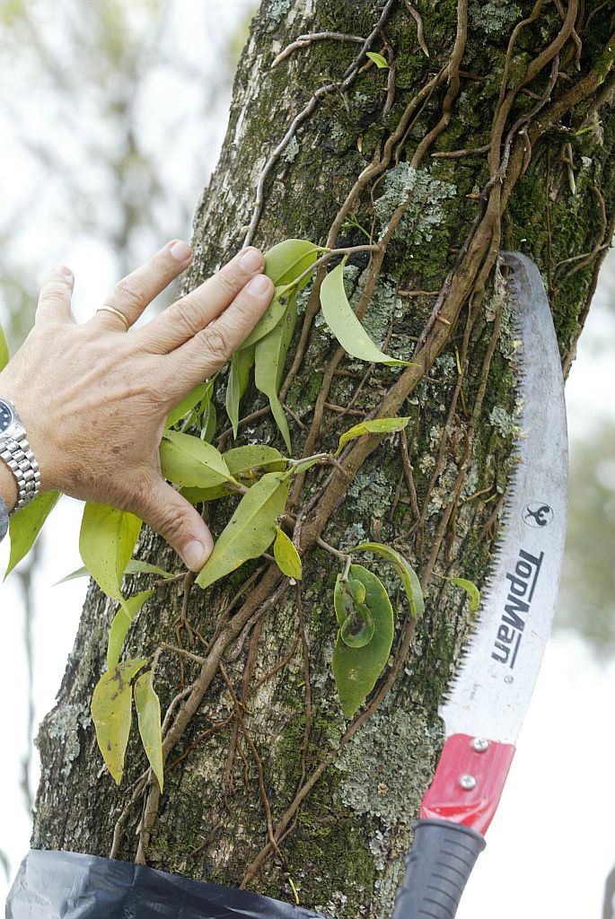Erva-de-passarinho se instala nas árvores e suga a seiva | Marcelo Elias/Gazeta do Povo