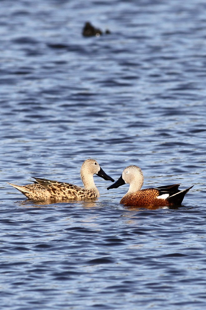 A espécie migra para o Brasil em determinadas estações em busca de alimento | 