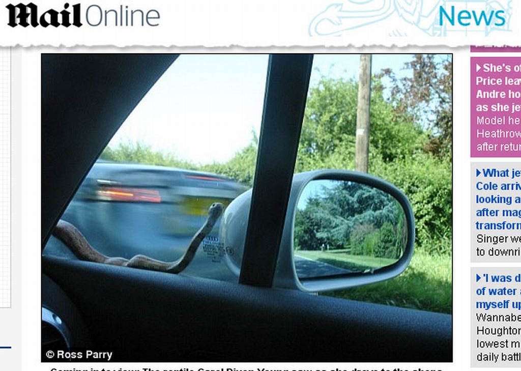 Mulher se assustou após cobra ir parar em cima de seu parabrisas | Reprodução/Daily Mail