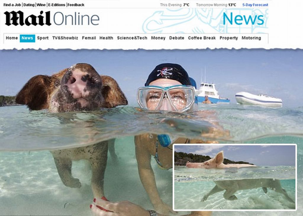 Turistas se divertem com suínos caribenhos | Reprodução/Daily Mail