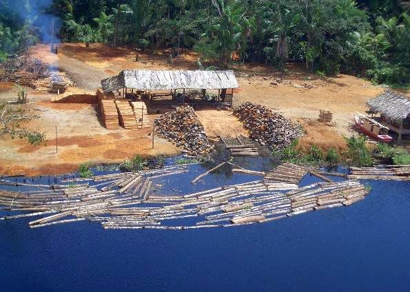 Atividade madeireira ilegal flagrada pelo Ibama na Ilha de Marajó, no Pará, em junho | Divulgação / Ibama