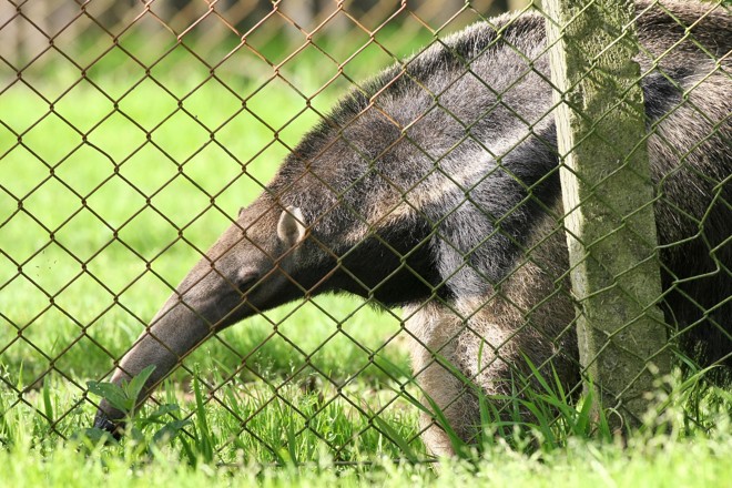 A tamanduá-bandeira Clotilde tem cerca de 22 anos. O recorde de sobrevivência em cativeiro da espécie é 25 anos e 10 meses |