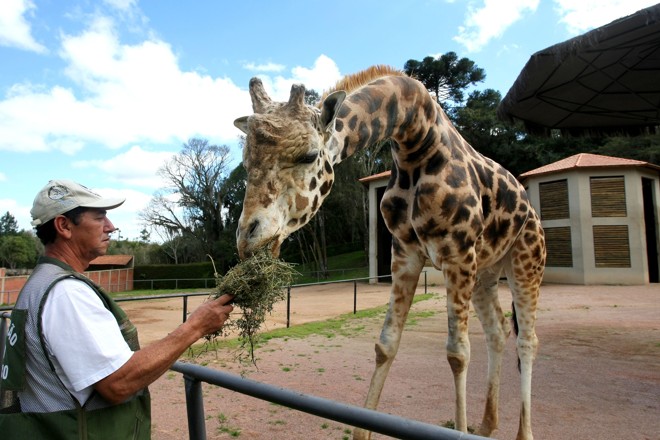 Pandinha tem 20 anos. Relatos indicam que as girafas chegam a viver por até 26 anos |