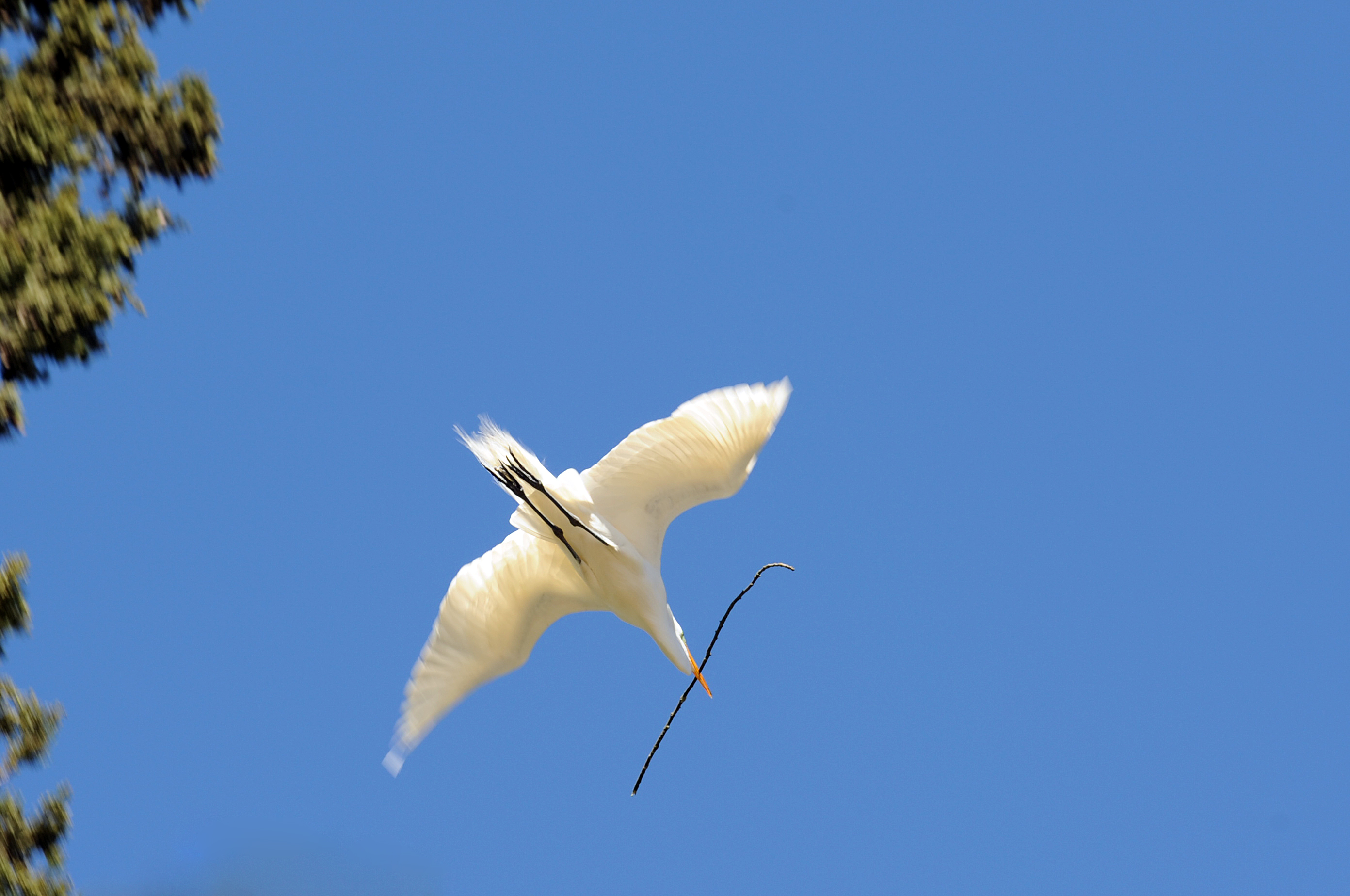 Garça branca avistada no Passeio Público em processo de construção de ninho | Joel Rocha/SMCS