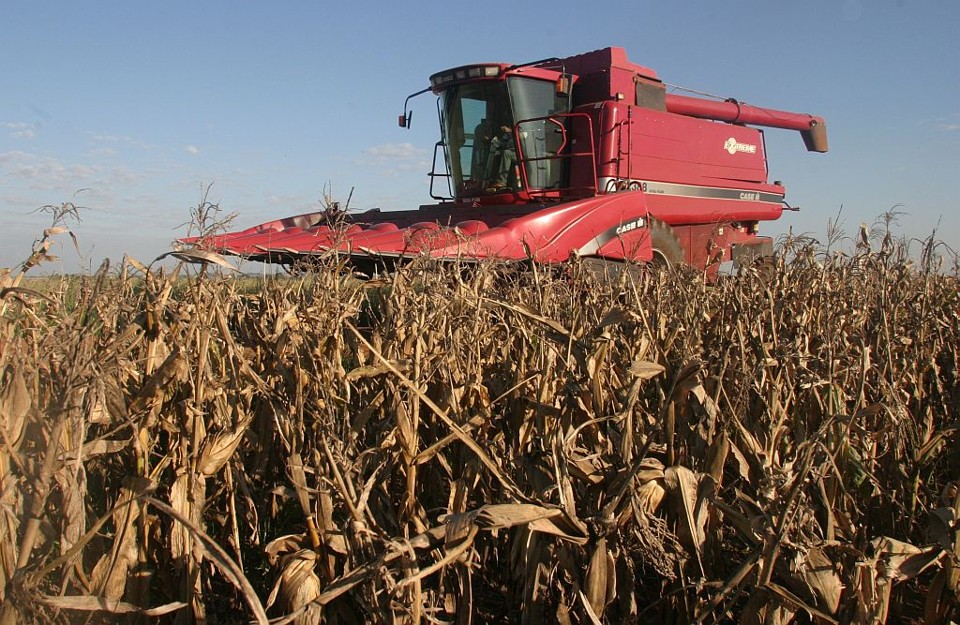 Números ruins vieram do campo - A agropecuária teve, no segundo trimestre, o pior desempenho entre os setores incluídos no PIB brasileiro. Em relação a igual período no ano passado, houve queda de 4,2%, maior recuo observado desde o quarto trimestre de 1998. Mesmo na comparação com o trimestre imediatamente anterior (base em que indústria e serviços mostraram crescimento), a agropecuária registrou variação negativa de 0,1%. A produção de milho (foto acima) caiu 14,2% frente ao segundo trimestre do ano passado. Outros componentes da safra também registraram perdas em relação a 2008, como o café (-13,5%) e a soja (-5,2%). O setor enfrentou no período problemas climáticos que prejudicam a produção. | Dirceu Portugal/ Gazeta do Povo