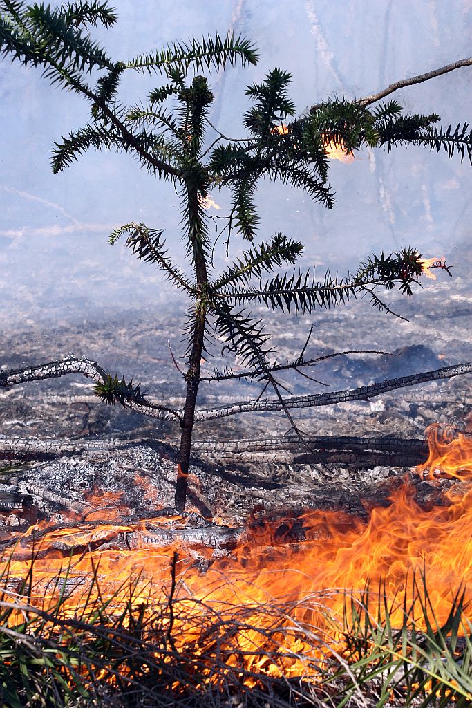 Incêndio em Vila Velha: é preciso evitar os focos causados pelo homem, diz bombeiro | Henry Milleo/ Gazeta do Povo