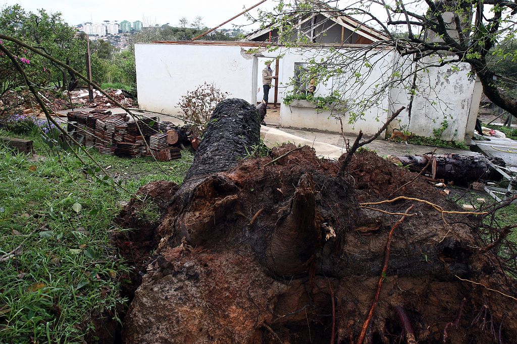 Em Ponta Grossa, o vento derrubou um pinheiro em cima de uma casa onde vivia um casal de idosos; ninguém ficou ferido | Henry Milléo/Gazeta do Povo