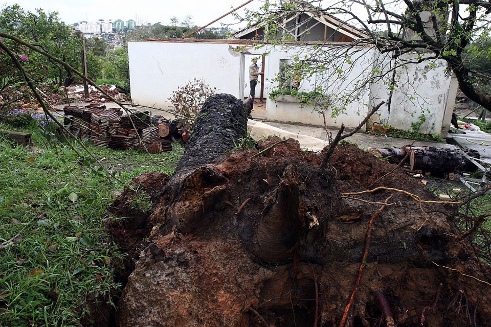 Chuvas e ventos fortes causam estragos em várias regiões do Paraná Em Ponta Grossa, o vento derrubou um pinheiro em cima de uma casa onde vivia um casal de idosos; ninguém ficou ferido | Henry Milléo/Gazeta do Povo