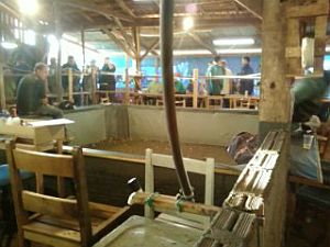 Cerca de 150 pessoas estavam assistindo às brigas de galos quando a polícia chegou | Divulgação/PM