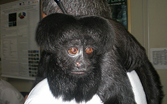 Macaco Cuxiú-preto é uma das espécies em extinção, segundo o Ibama | Divulgação