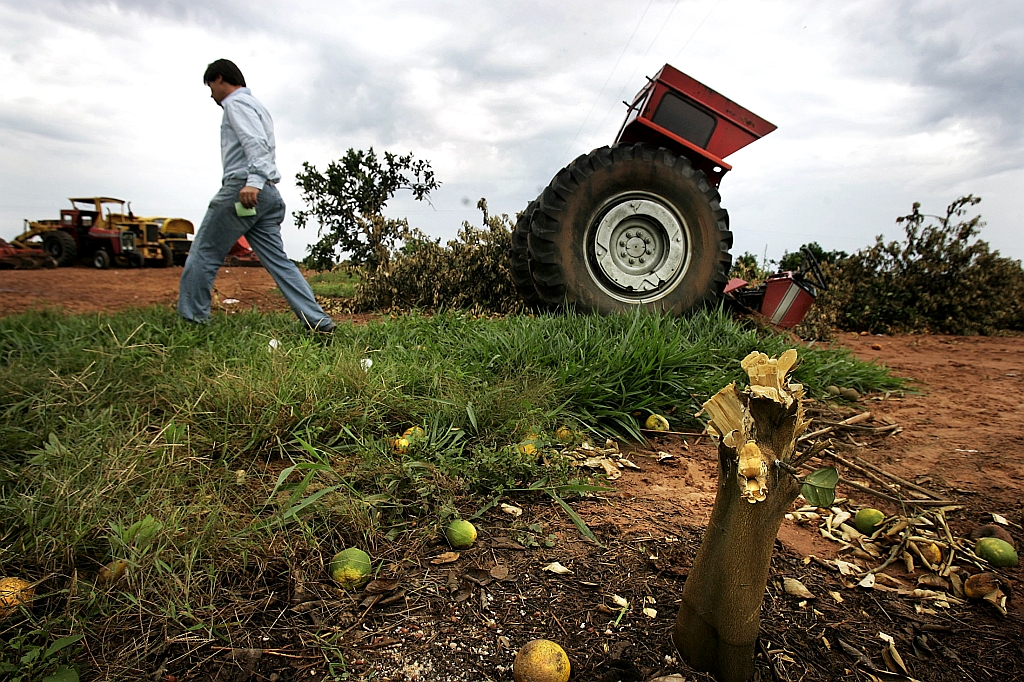 Pé de laranja destruído, com trator igualmente depredado ao fundo: sinais do vandalismo do MST na fazenda da Cutrale | Keiny Andrade/AE