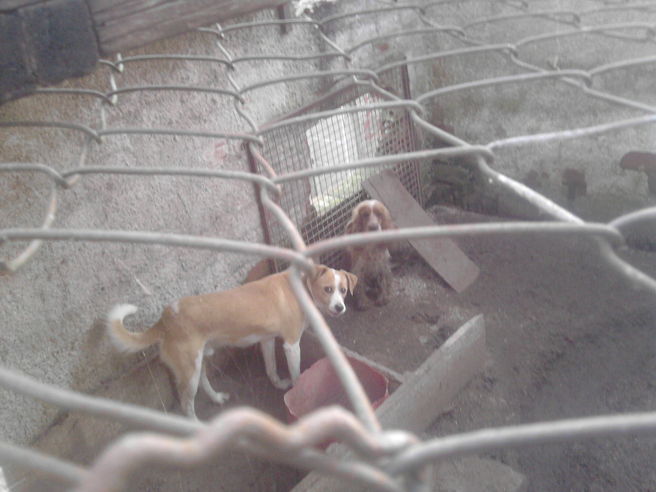 Os animais estão fracos, abaixo do peso e eram alimentados apenas duas vezes por semana | Soraya Simon / Sociedade Protetora dos Animais