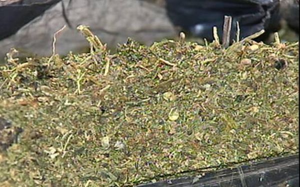 Maconha hidropônica é apreendida no interior de SP | Reprodução/TV Tem