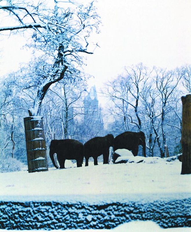 Flagrante de Linn Schröder: elefantes perto de uma igreja berlinense |