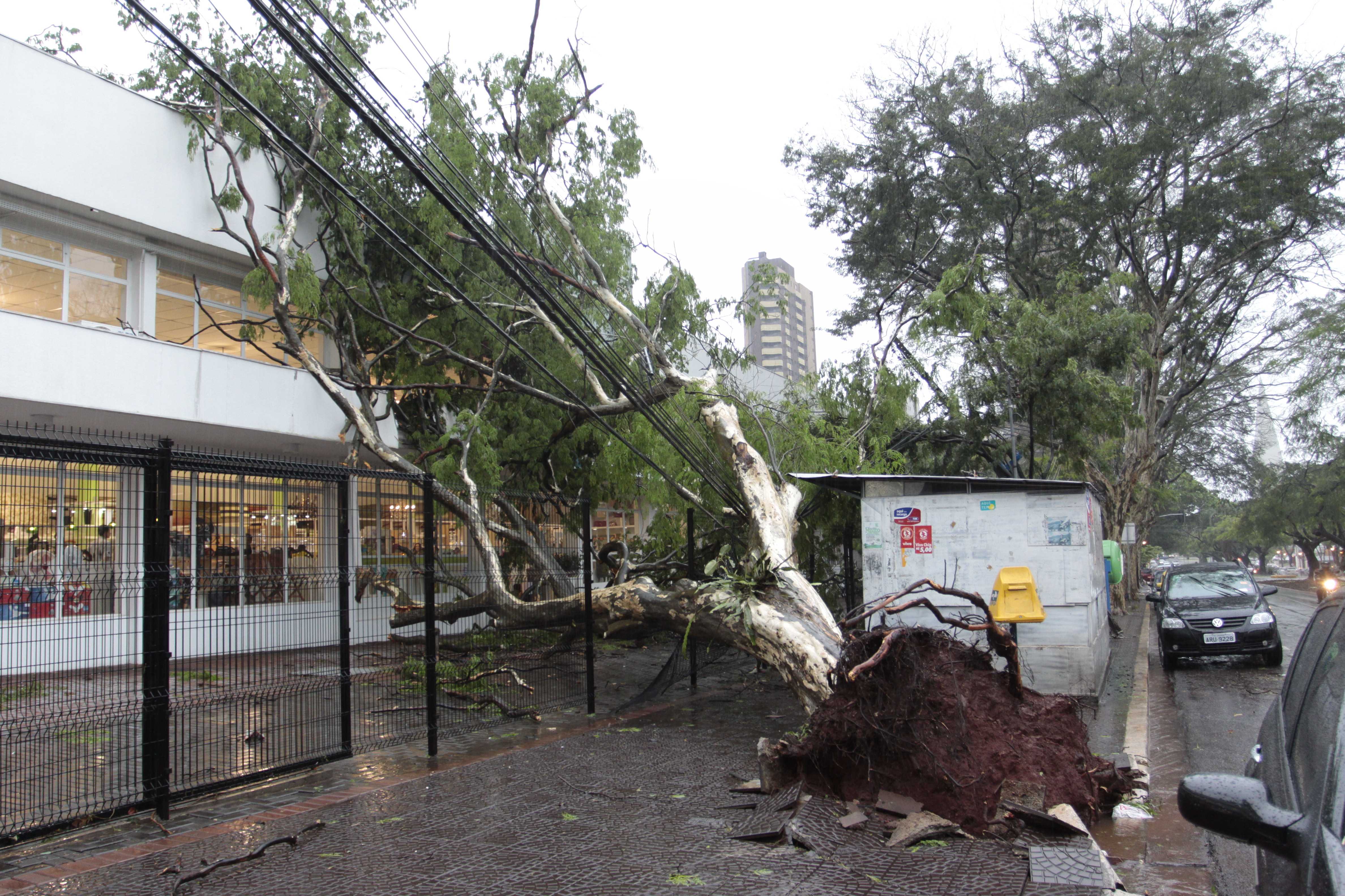 De acordo com a Secretaria de Serviços Públicos, pelo menos 35 árvores caíram na cidade | Ivan Amorin/Gazeta do Povo