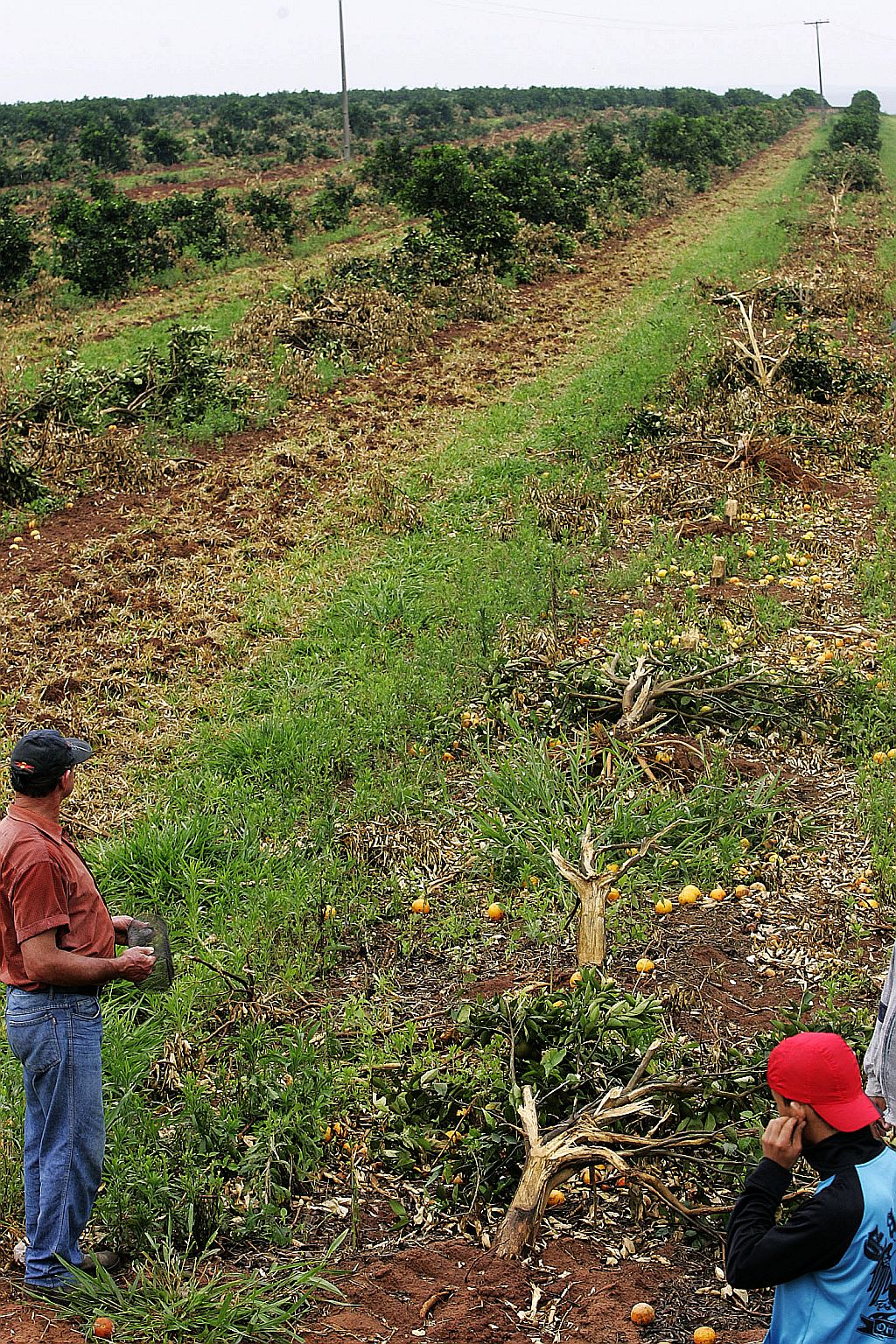 Funcionários da fazenda da Cutrale observam os laranjais derrubados pelo MST | Keiny Andrade/AE