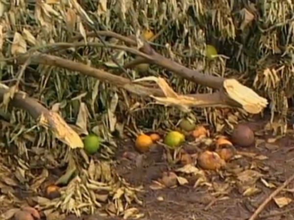 Perícia constatou que 12 mil pés de laranja foram derrubados em Borebi | Reprodução / TV Globo