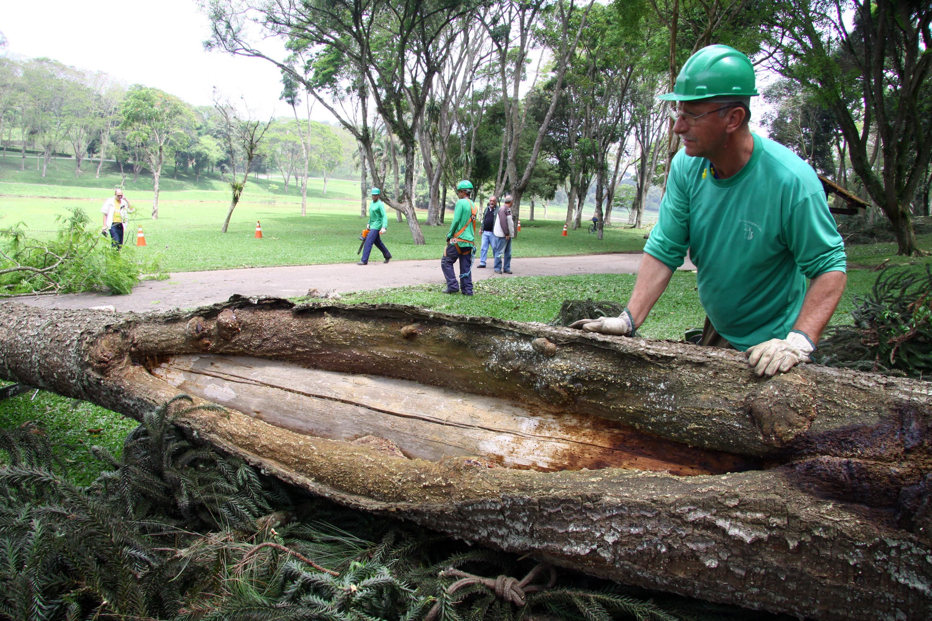 A Secretaria do Meio Ambiente aproveitou para remover do parque uma araucária que estava apodrecida e com risco de cair | Divulgação SMCS/Valdecir Galor