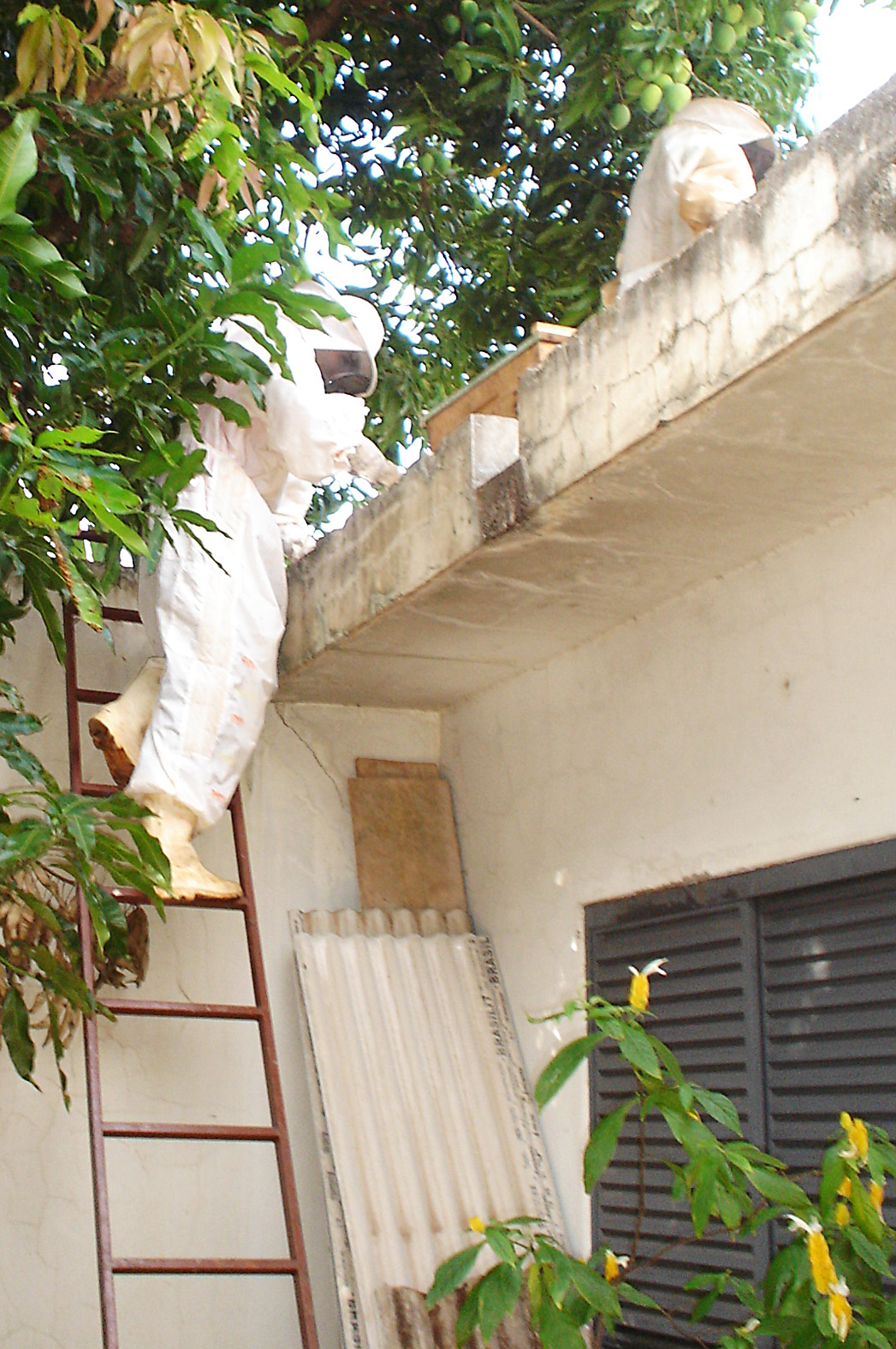 Pedidos para retiradas dos exames triplicou neste ano. florada propicia aumento do número de abelhas | Divulgação