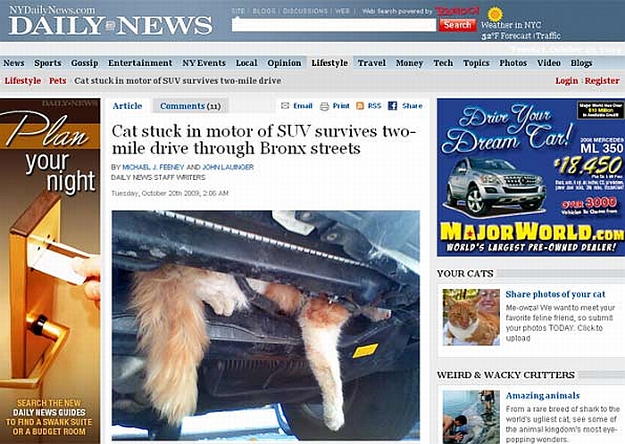 Um gato sobreviveu depois de ficar entalado no compartimento do motor de um veículo por 3,3 km | Reprodução/NY Daily News