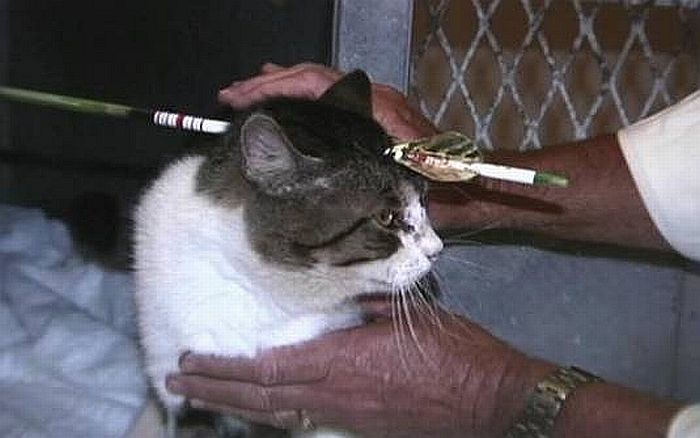 Flecha não chegou a tingir o cérebro do animal | Reprodução/WLBT