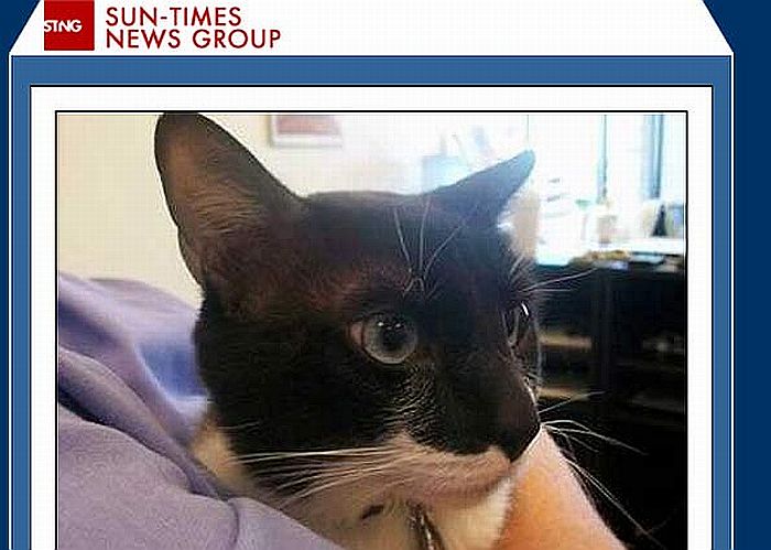 Gato chamado Cody permaneceu dois dias dentro da caixa | Reprodução/Chicago Sun-Times