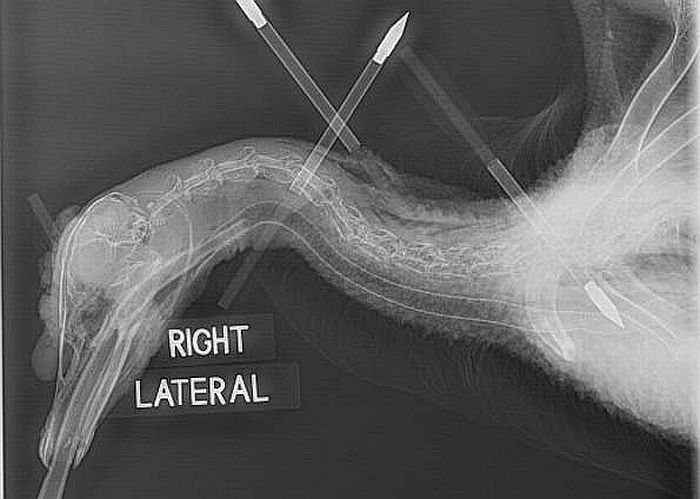 Pato sobreviveu depois de levar cinco flechadas | Divulgação