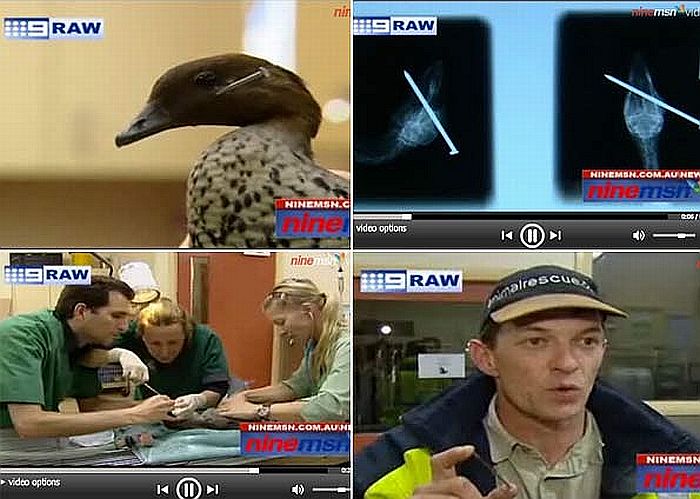 Autoridades acreditam que grupo de jovens tenham acertado a ave com arma que dispara pregos | Reprodução/9News