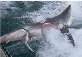 Tubarão branco tinha marcas de mordidas quando foi capturado | Reprodução / Courier Mail