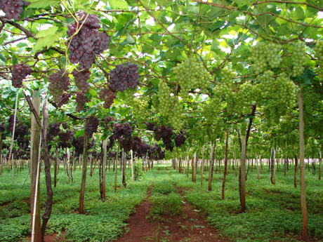 Apesar da quebra, Marialva segue sendo a capital da uva fina no Paraná | Divulgação