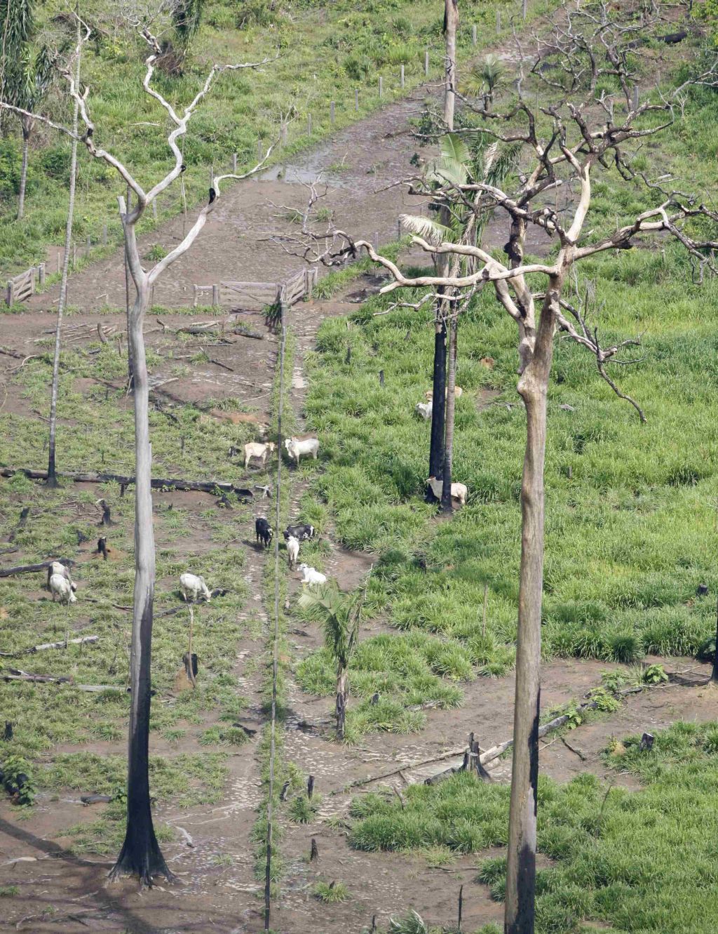 Área desmatada no Pará: conter a devastação responderia por metade da redução na emissão de gases poluentes | Paulo Whitaker/Reuters
