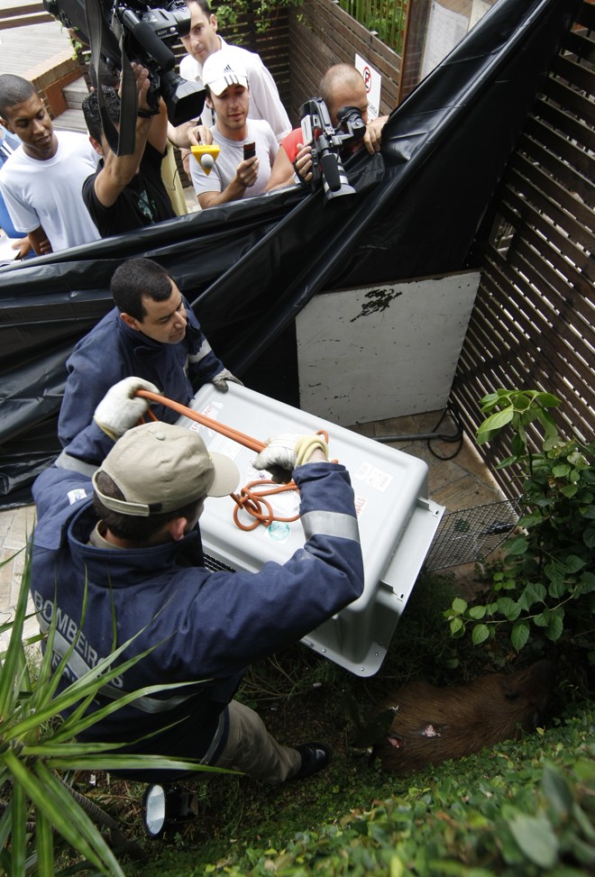 Bombeiros utilizaram uma caixa de transporte de cães de grande porte para recolher o mamífero |