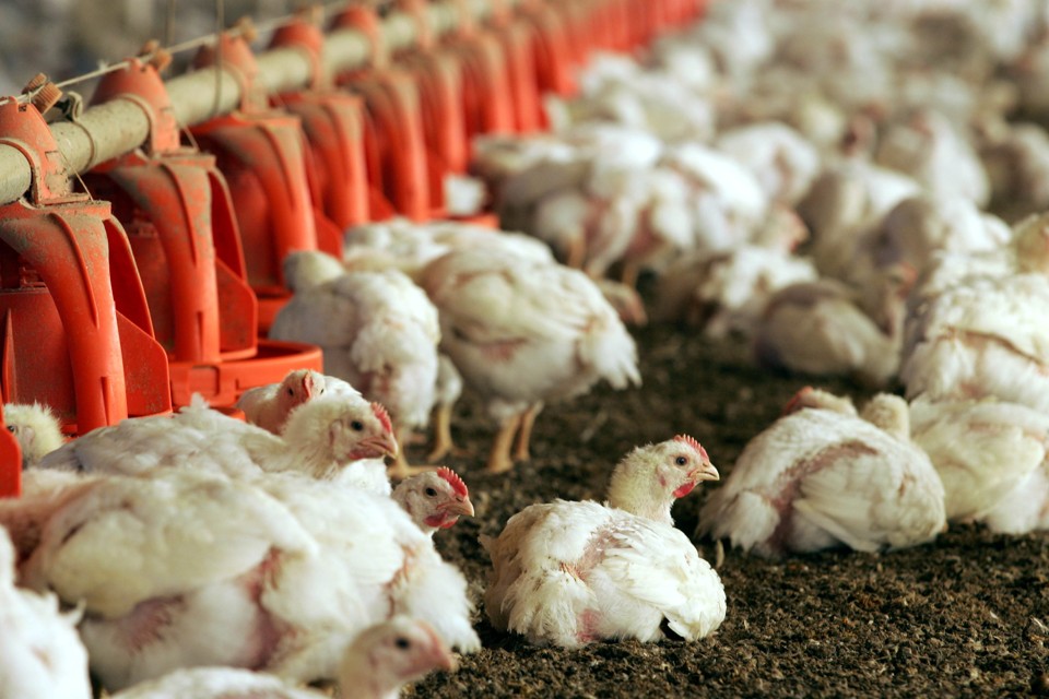 Avicultura otimista: sindicato prevê crescimento en tre 10% e 15% para o setor, em 2010 | Daniel Castellano - Gazeta do Povo