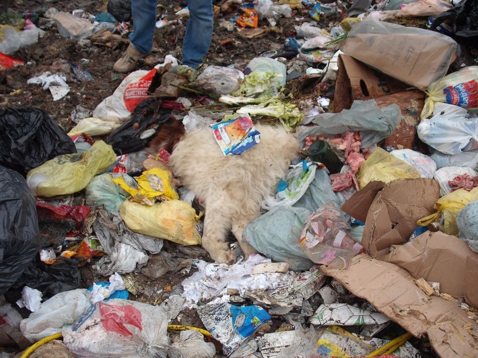 Cadáveres de cães na Caximba: IAP diz que serviço no local vem piorando | Divulgação