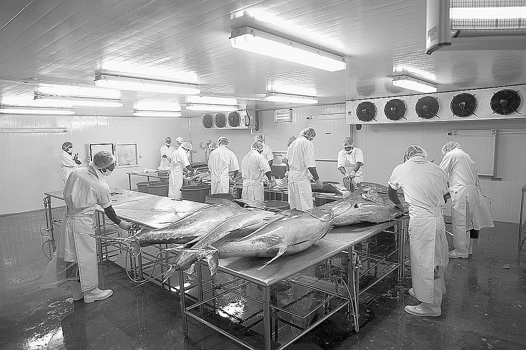 Homens preparam o atum pescado nas Maldivas: como filetar um atum em três minutos | Fotos: Richard Baker/Divulgação