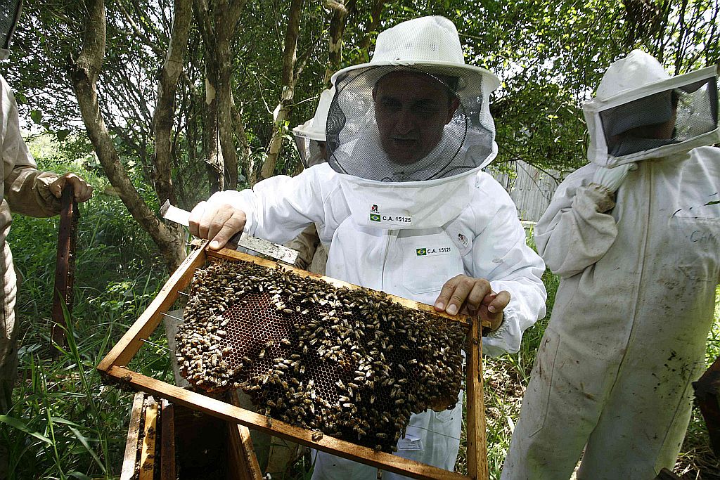 Vagner Arnaut de Toledo, da UEM: expectativa dos pesquisadores é elevar o rendimento de cada inseto em até 5% | Ivan Amorim/Gazeta do Povo