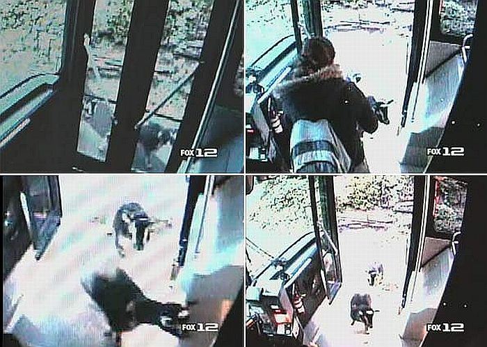 Duas cabras entraram em ônibus em Vancouver | Reprodução/Fox 12