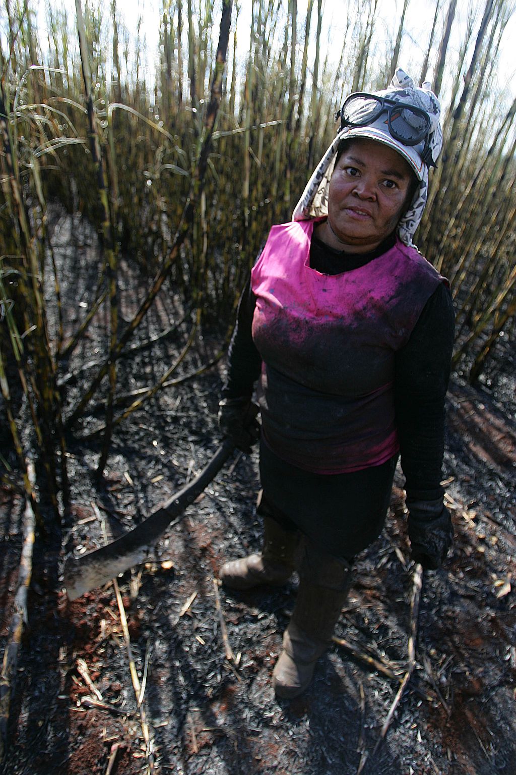 Cortadora de cana trabalha no município de São Pedro do Ivaí | Ivonaldo Alexandre/Gazeta do Povo
