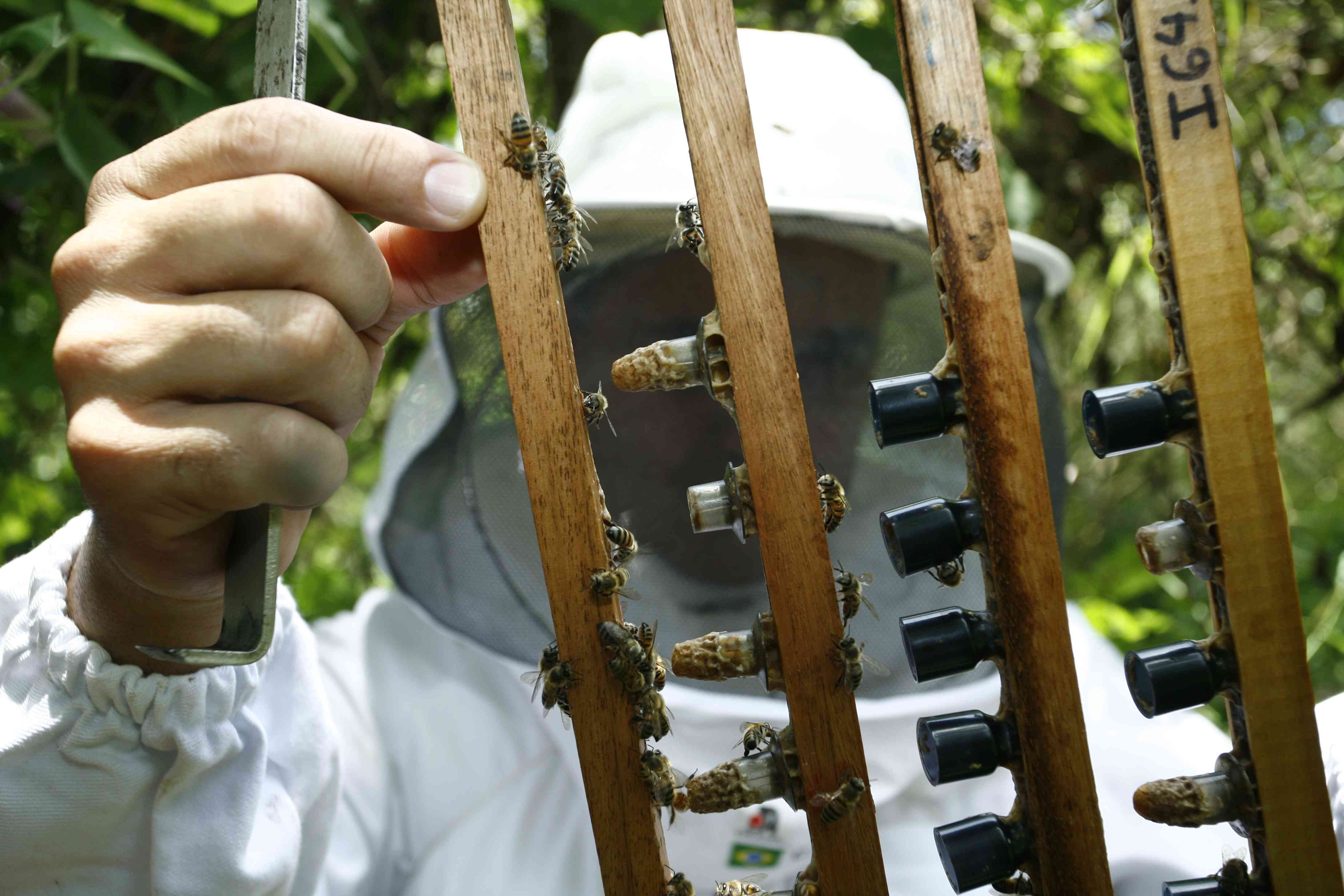 Os insetos com os melhores resultados serão reproduzidos, dando origem a abelhas operárias mais eficientes | Ivan Amorin/Gazeta do Povo