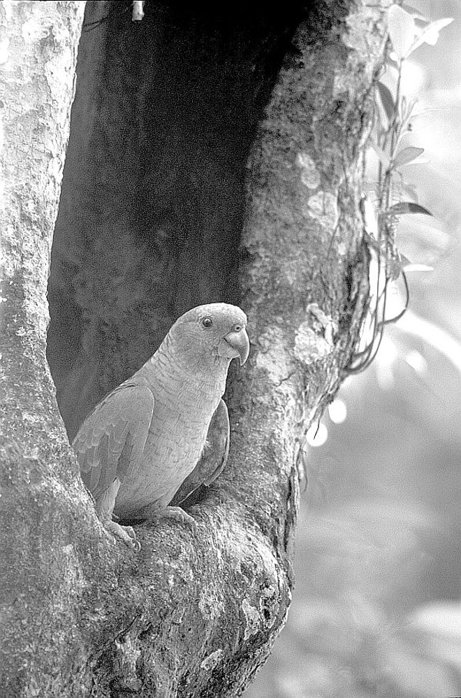 No Litoral, ecoturismo ajuda na proteção do papagaio-de-cara-roxa |