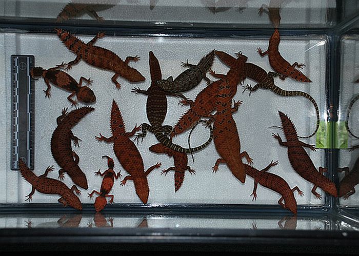 Animais valeriam 8,5 mil dólares | Divulgação