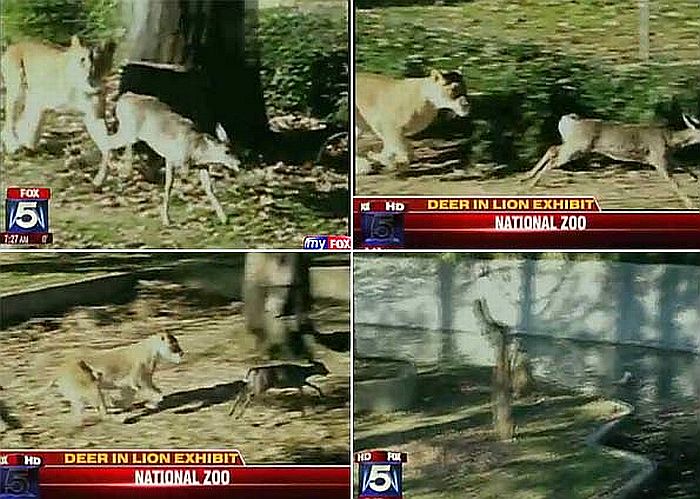 Leoa persegue veado selvagem no zoo de Washington | Reprodução/FOX