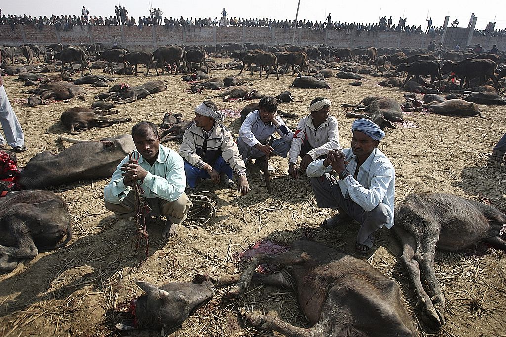 Segundo ministro nepalês esta é a maior matança de animais do mundo | Reuters