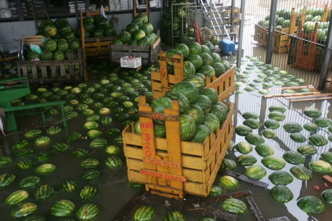 Setor de melancias foi o mais atingido na Ceagesp; as frutas serão jogadas fora |