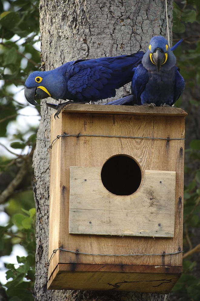 Quando há ovos , elas permanecem próximas a fim de evitar a predação . Muitas vezes , porém , saem buscar alimentos juntas, o que favorece o ataque dos predadores |