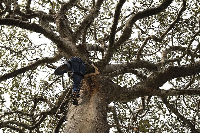 Como o Manduvi ( árvore predileta para a construção de ninhos está desaparecendo ) , o projeto encontra formas para reaproveitar abrigos em mau estado , tapando - os com tábuas para diminuir o risco de predação dos ovos ou dos filhotes |
