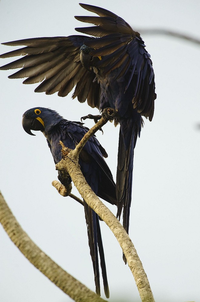Aves solidárias , quando começam a gritar , ganham a companhia de outros pássaros . O barulho , em alguns momentos , é ensurdecedor |